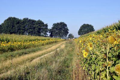 Scenic view of field against clear sky