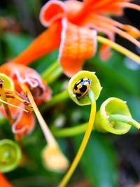 Close-up of insect on flower