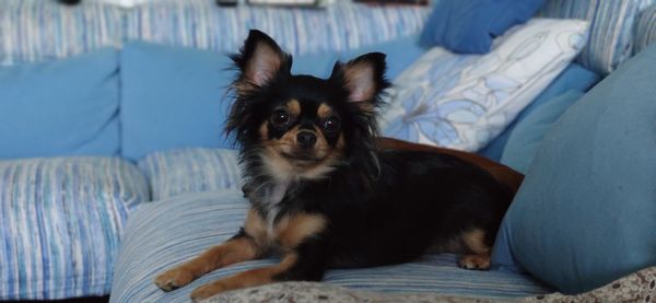 Portrait of dog relaxing on sofa at home
