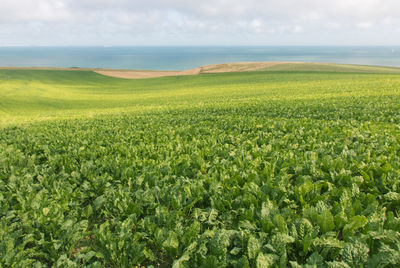Scenic view of agricultural field against sea