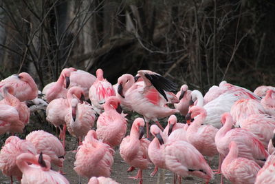 High angle view of flamingo in lake