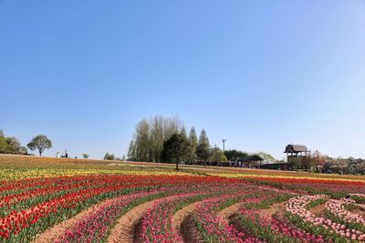 Scenic view of flowering field against clear blue sky