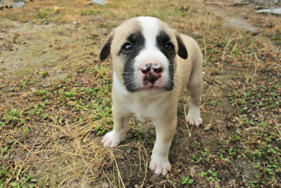 Portrait of dog standing on land