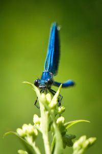 Close-up of insect on plant