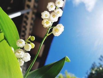 Low angle view of flowering plant against sky