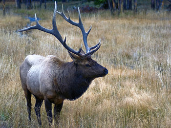Deer standing in a field