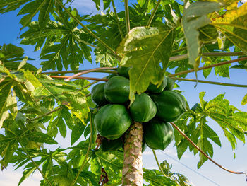 Low angle view of fruits growing on tree