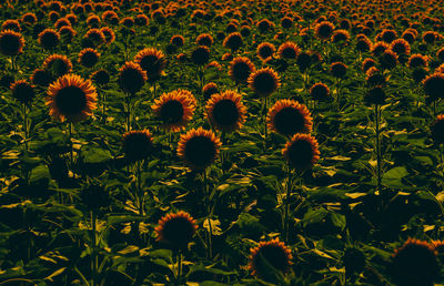 Close-up of yellow flowering plants on field