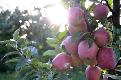 Close-up of fruits growing on tree