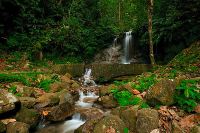 Scenic view of waterfall in forest