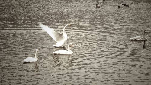 Swan swimming in lake