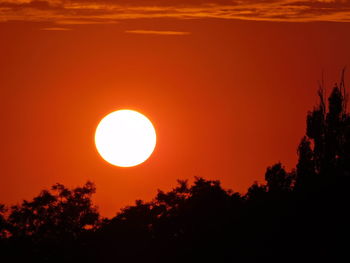 Silhouette of trees at sunset