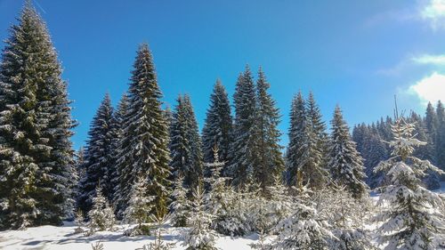 Pine trees on snow covered land against sky