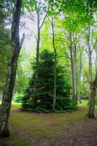 Trees in forest