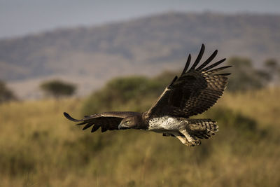 Bird flying over a blurred background