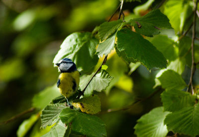 Close-up of bird perching on plant