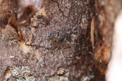 Close-up of moss on tree trunk