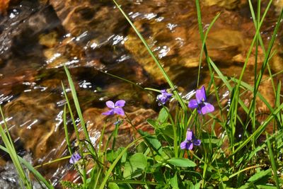 Close-up of purple flowers blooming outdoors