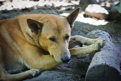 Close-up of a dog looking away