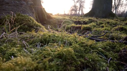 Close-up of moss growing on tree trunk