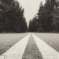 Surface level of road amidst trees