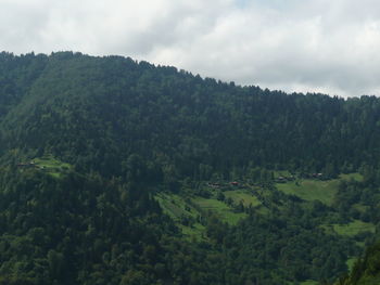 Scenic view of forest against sky