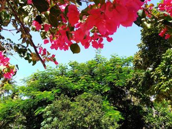 Low angle view of tree against sky
