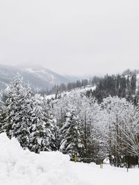 Snow covered land and trees against sky