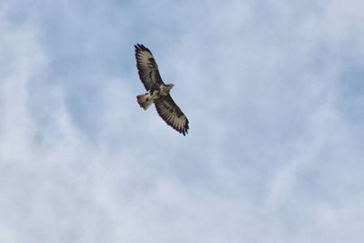 Low angle view of eagle flying in sky