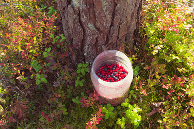 High angle view of fruits growing on tree trunk