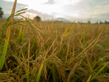 Close-up of stalks in field against sky