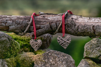 Close-up of wooden hearts tied on tree branch