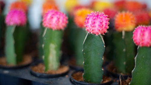 Close-up of pink flowering plants