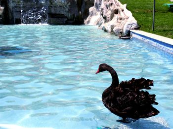 Swan swimming in water