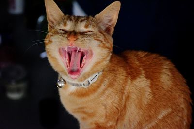 Ginger cat