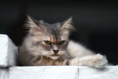 Close-up portrait of cat
