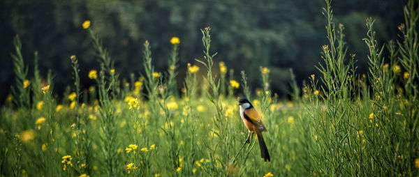 View of a bird on field