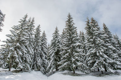 Pine trees on snow covered field against sky