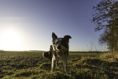 Portrait of border collie on field against sky