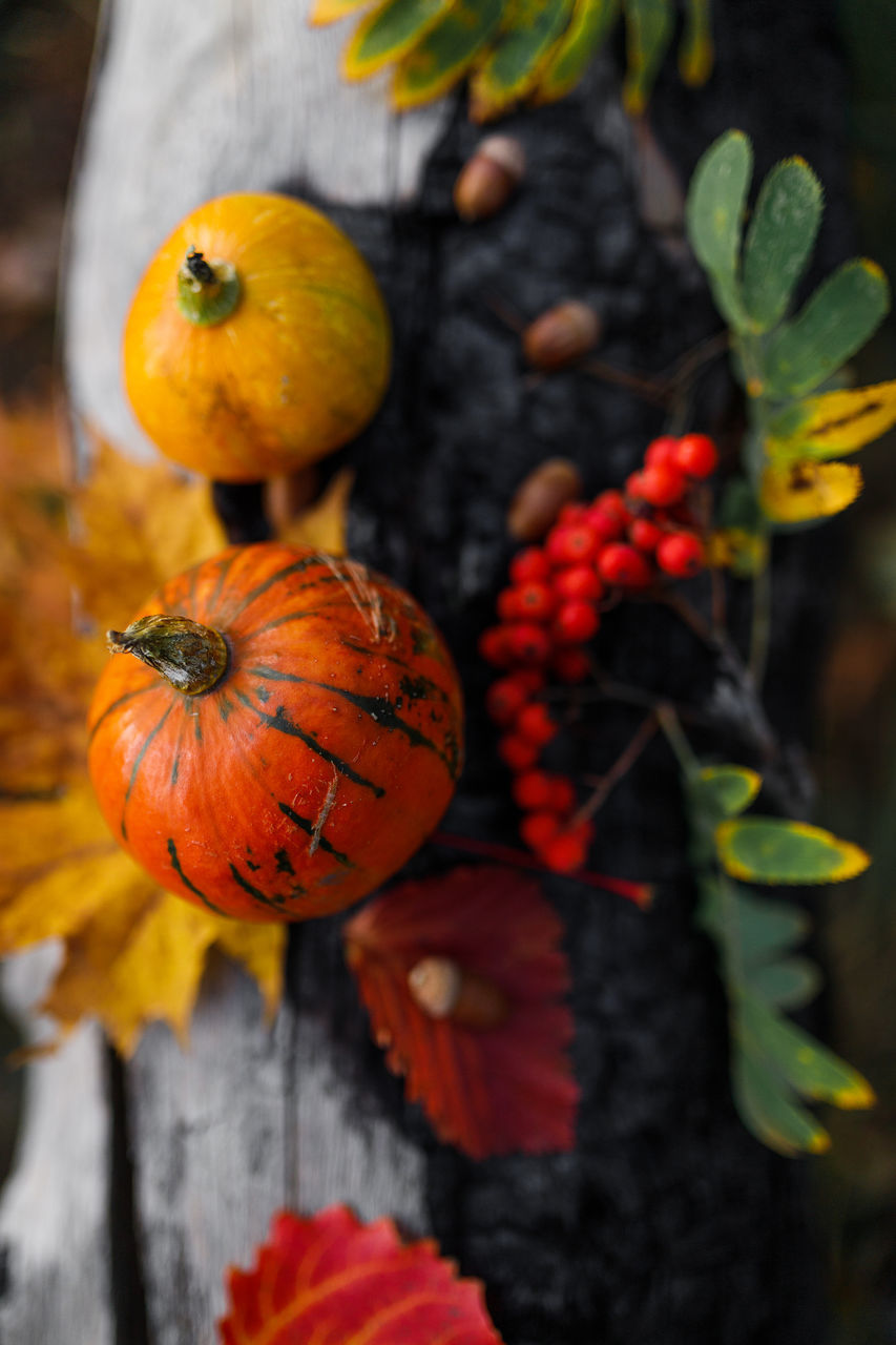 CLOSE-UP OF PUMPKIN AGAINST ORANGE LEAVES