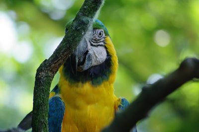 Close-up of a bird perching on branch