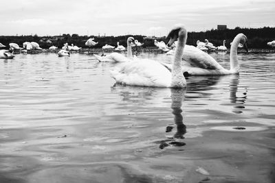 Swans in lake