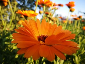 Close-up of orange flower blooming outdoors