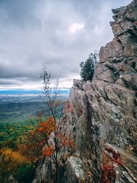 Plants growing on rock against sky