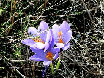 Close-up of purple flowers blooming in field