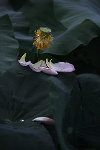 Close-up of lotus water lily