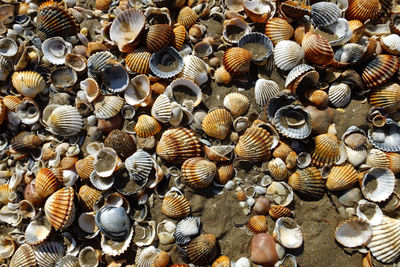 Full frame shot of seashells