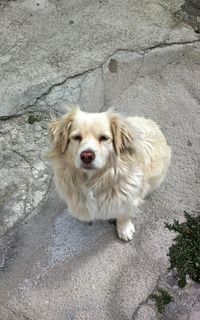 High angle portrait of dog standing on rock