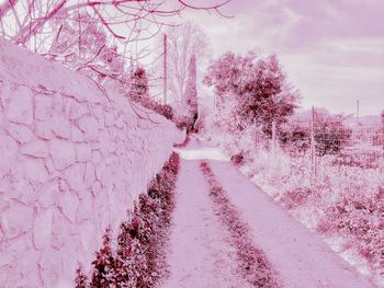 View of cherry blossom on road during winter