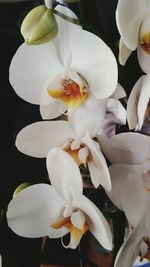 Close-up of white flowers